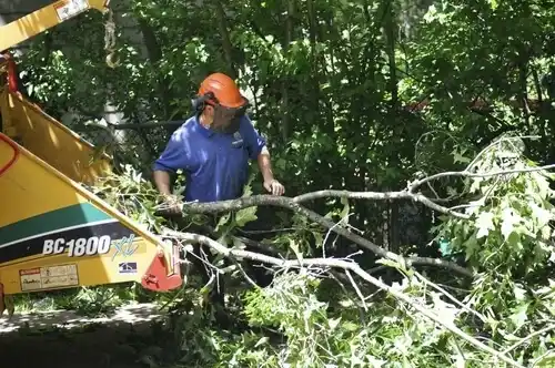 tree services Spanish Lake